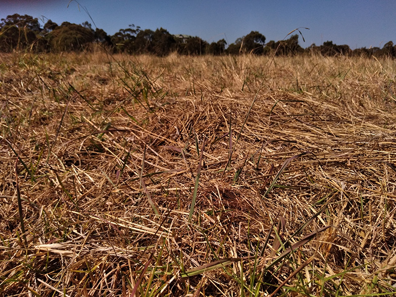 Photograph of Circular Grass Field